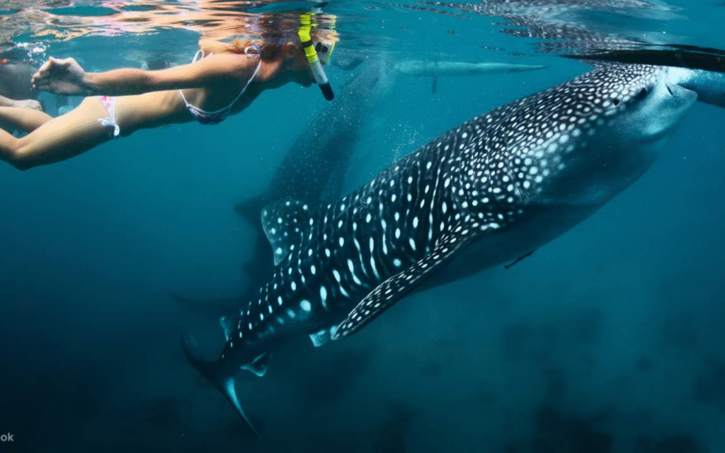 Cebu tour packages (2)