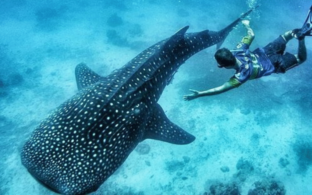 Cebu tour packages (3)