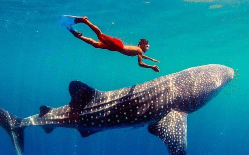 Cebu tour packages (4)